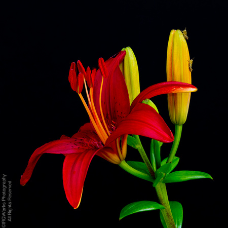 2011_05_31_Canon_EOS_7D_4248_Feeling Small Two